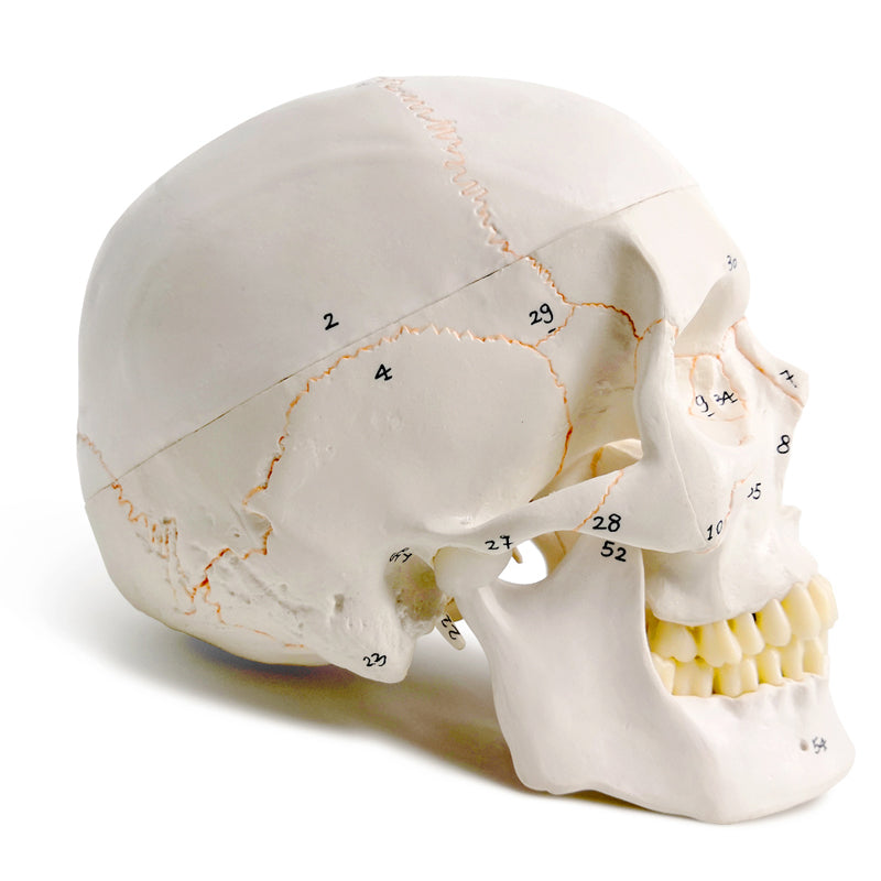 Numbered Classic Life-Size Human Skull Model with Skull Sutures Drawn in Color