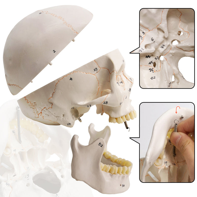 Numbered Classic Life-Size Human Skull Model with Skull Sutures Drawn in Color