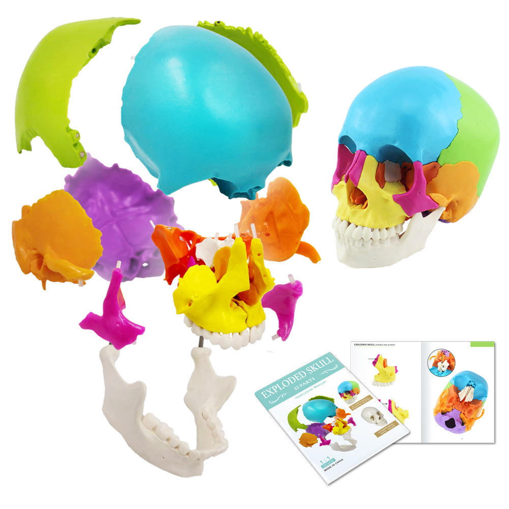 Skull Model Simple Medical Grade Anatomical Human Skull Models - Evotech Scientific