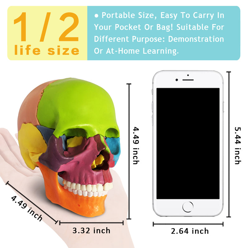 Evotech Scientific 15 Parts Palm-Sized Anatomy Exploded Detachable Human Skull Model