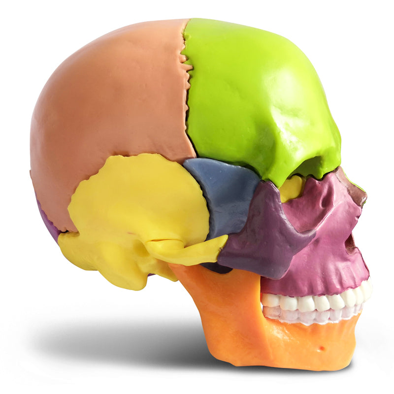 Evotech Scientific 15 Parts Palm-Sized Anatomy Exploded Detachable Human Skull Model