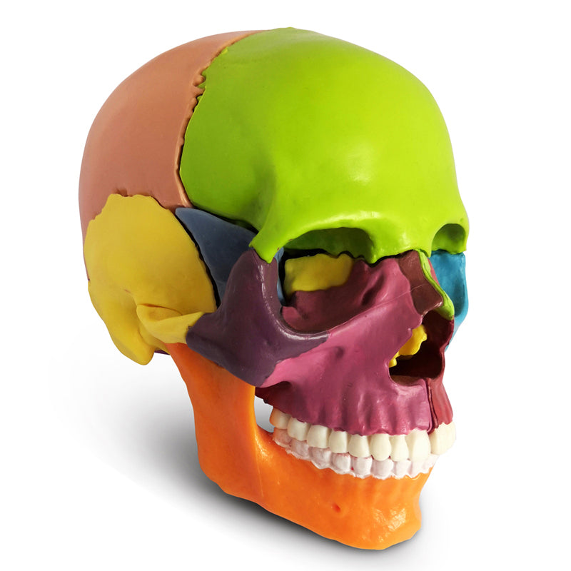 Evotech Scientific 15 Parts Palm-Sized Anatomy Exploded Detachable Human Skull Model