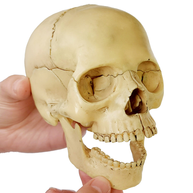 Evotech Scientific Didactic Human Skull Model Palm-Sized Skull Model 15 Piece Anatomical