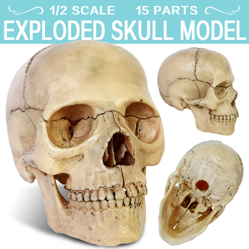 Evotech Scientific Didactic Human Skull Model Palm-Sized Skull Model 15 Piece Anatomical