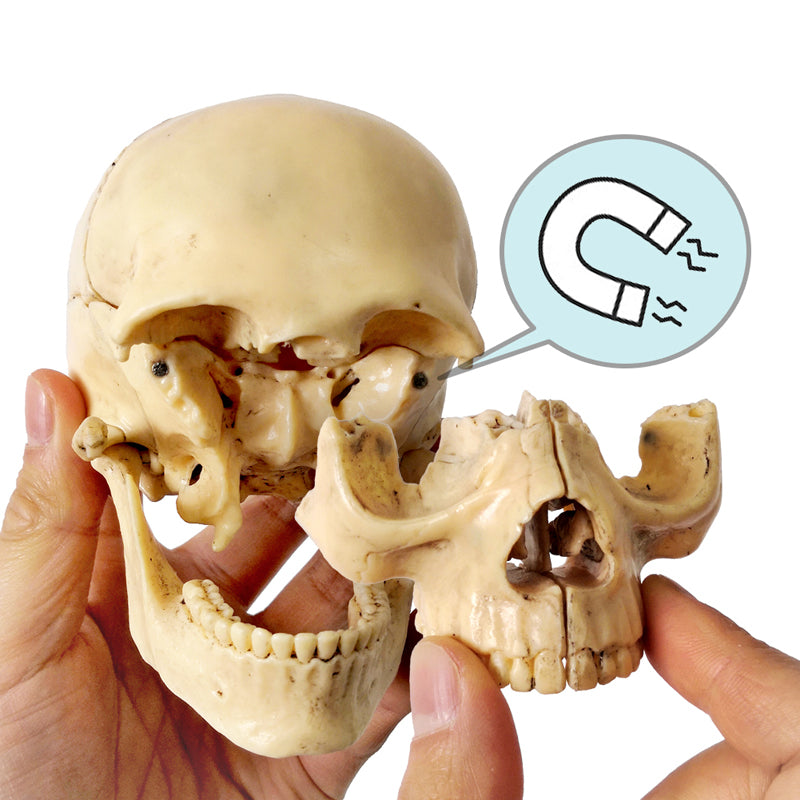 Evotech Scientific Didactic Human Skull Model Palm-Sized Skull Model 15 Piece Anatomical