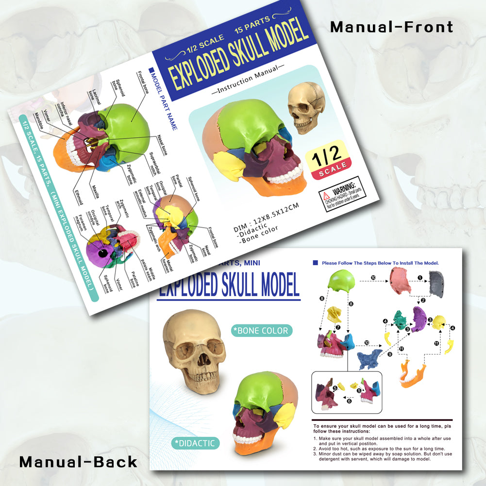 Evotech Scientific Didactic Human Skull Model Palm-Sized Skull Model 15 Piece Anatomical