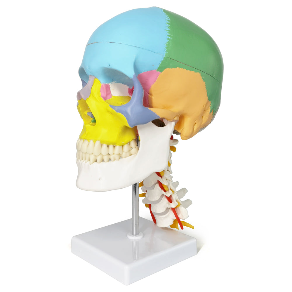 Didactic Colored Life Size Human Skull Model on Cervical Vertebrae with Nerves and Arteries
