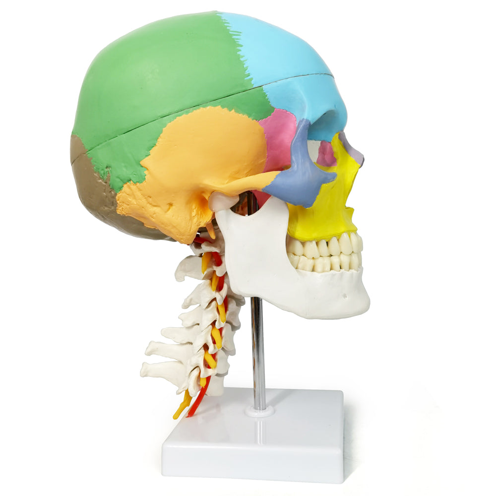 Didactic Colored Life Size Human Skull Model on Cervical Vertebrae with Nerves and Arteries