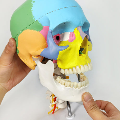 Didactic Colored Life Size Human Skull Model on Cervical Vertebrae with Nerves and Arteries