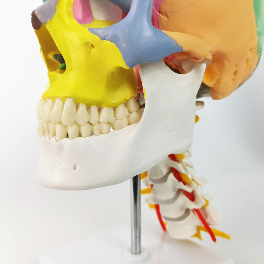 Didactic Colored Life Size Human Skull Model on Cervical Vertebrae with Nerves and Arteries