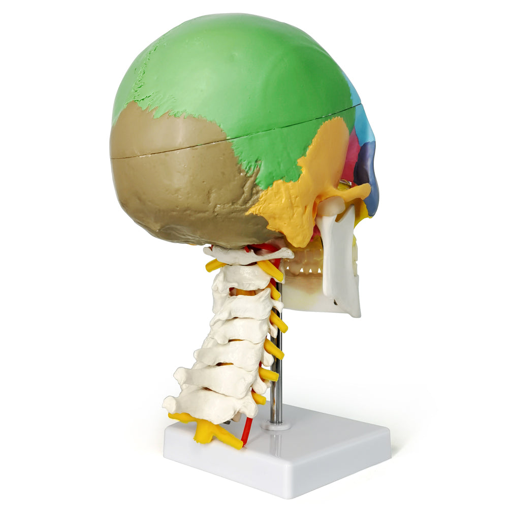 Didactic Colored Life Size Human Skull Model on Cervical Vertebrae with Nerves and Arteries