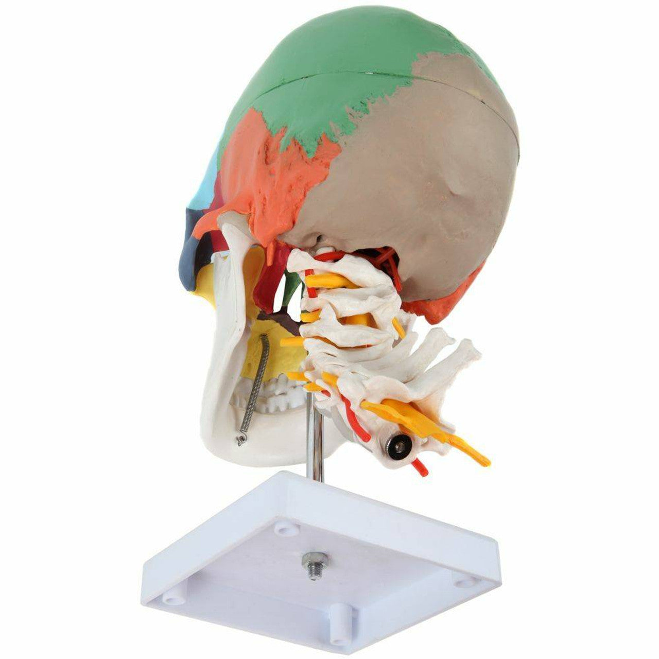 Didactic Colored Life Size Human Skull Model on Cervical Vertebrae with Nerves and Arteries
