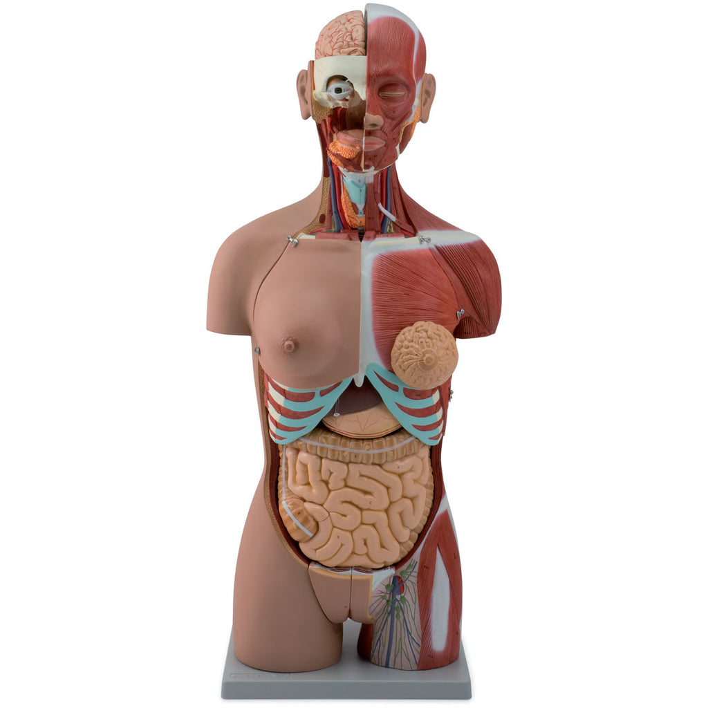 Evotech Scientific Dual-Sex Deluxe Muscular Torso Model, Open Back, 85cm, 28 Parts