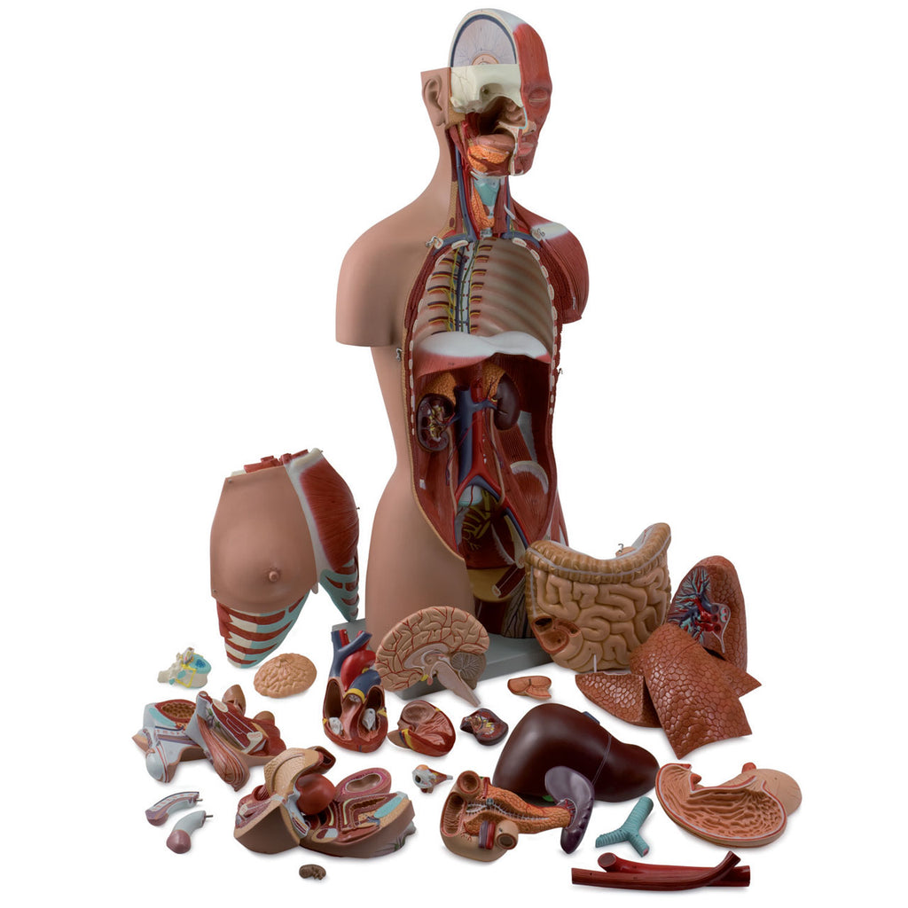 Evotech Scientific Dual-Sex Deluxe Muscular Torso Model, Open Back, 85cm, 28 Parts