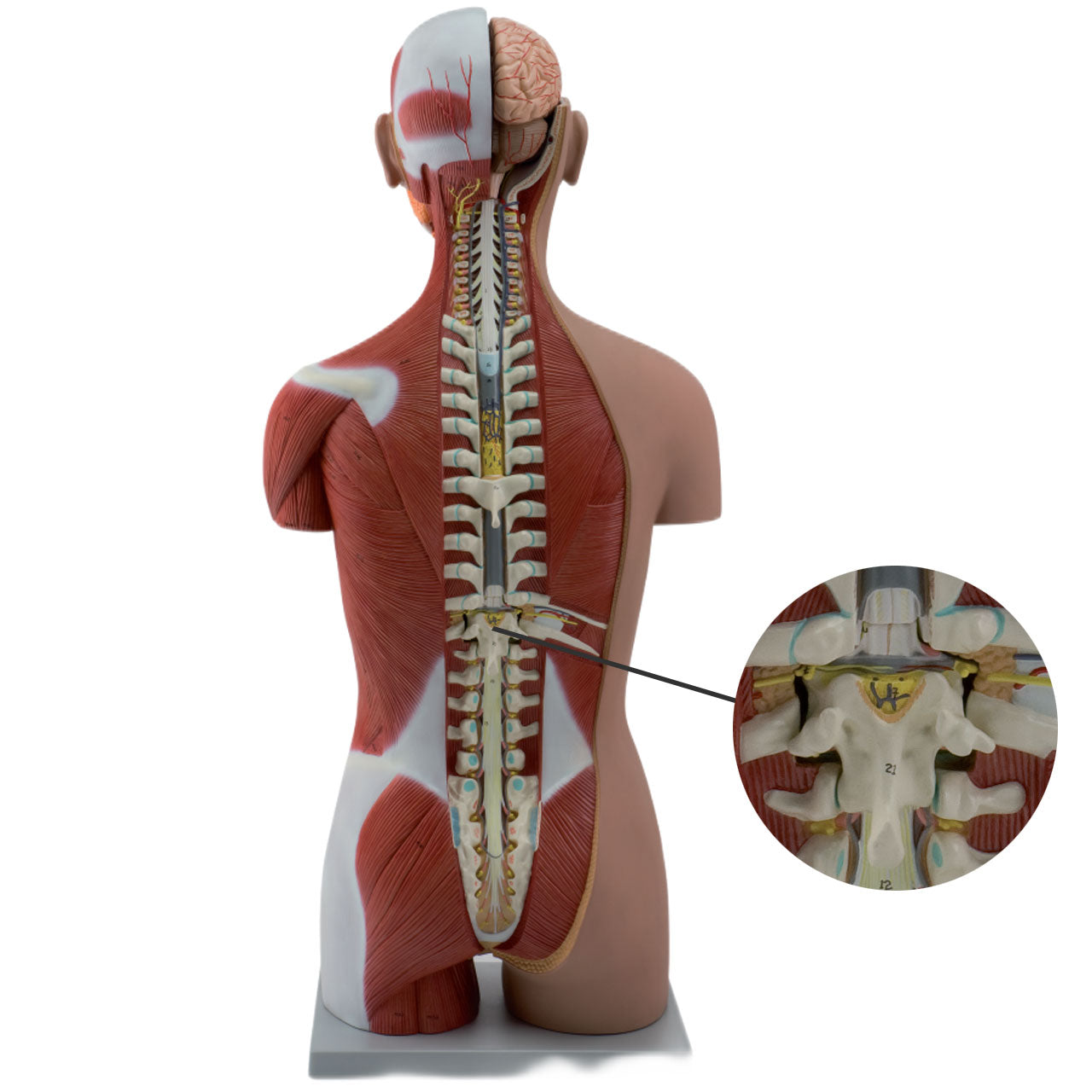 Evotech Scientific Dual-Sex Deluxe Muscular Torso Model, Open Back, 85cm, 28 Parts