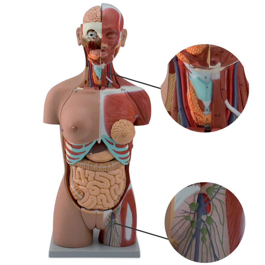 Evotech Scientific Dual-Sex Deluxe Muscular Torso Model, Open Back, 85cm, 28 Parts