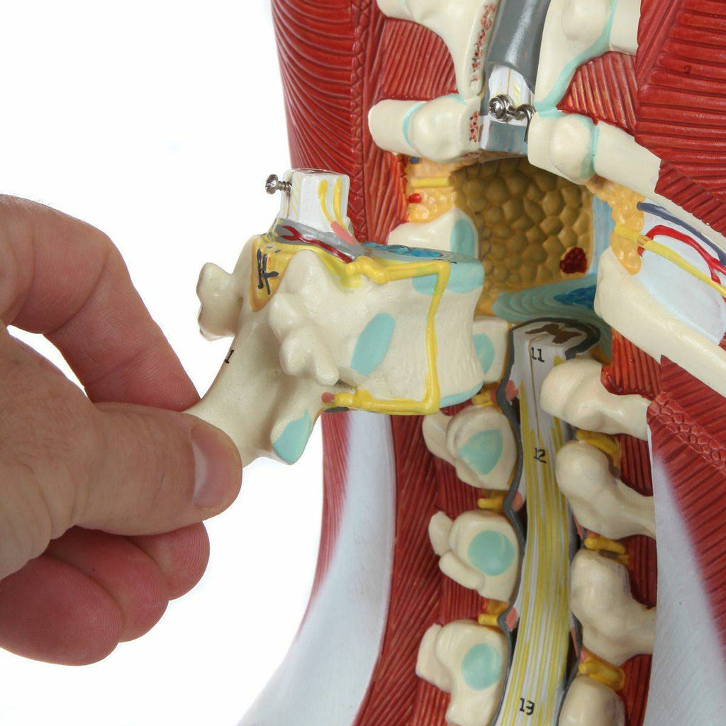 Evotech Scientific Dual-Sex Deluxe Muscular Torso Model, Open Back, 85cm, 28 Parts