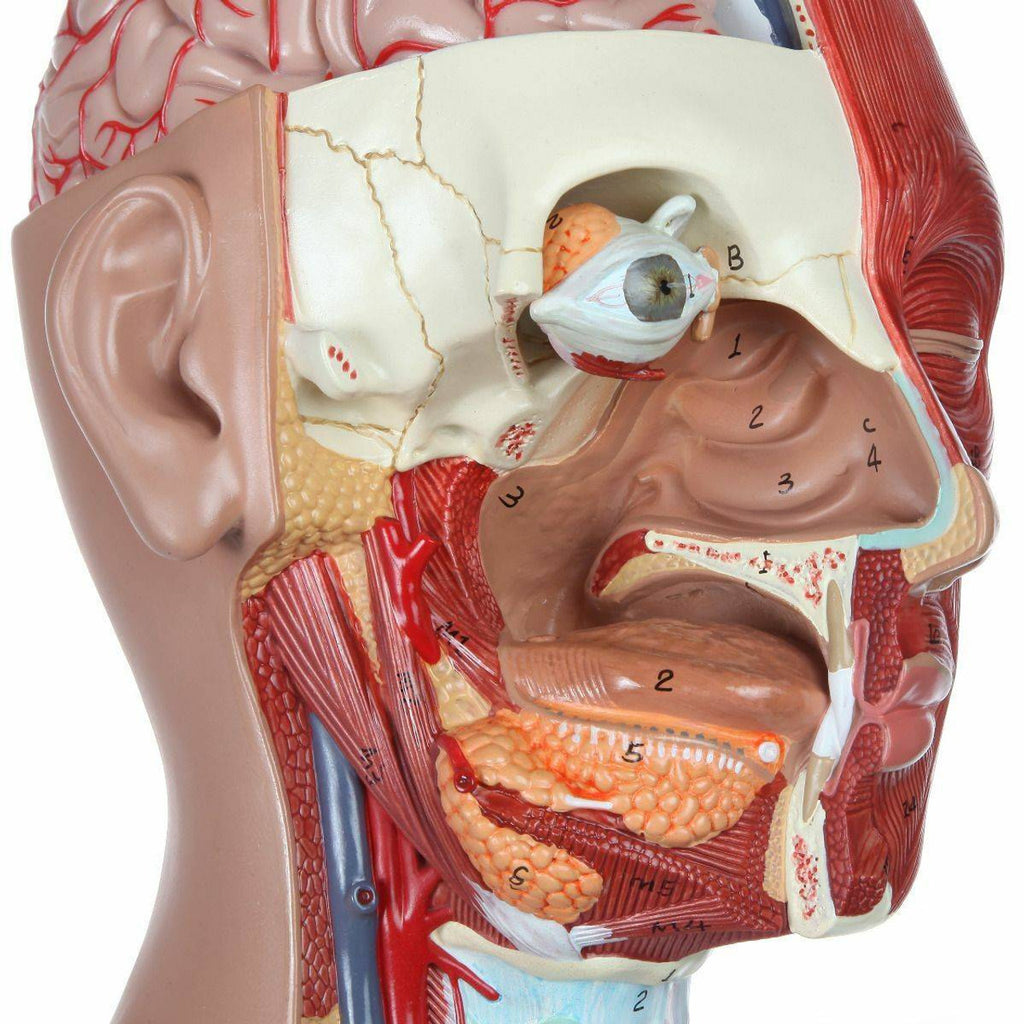 Evotech Scientific Dual-Sex Deluxe Muscular Torso Model, Open Back, 85cm, 28 Parts
