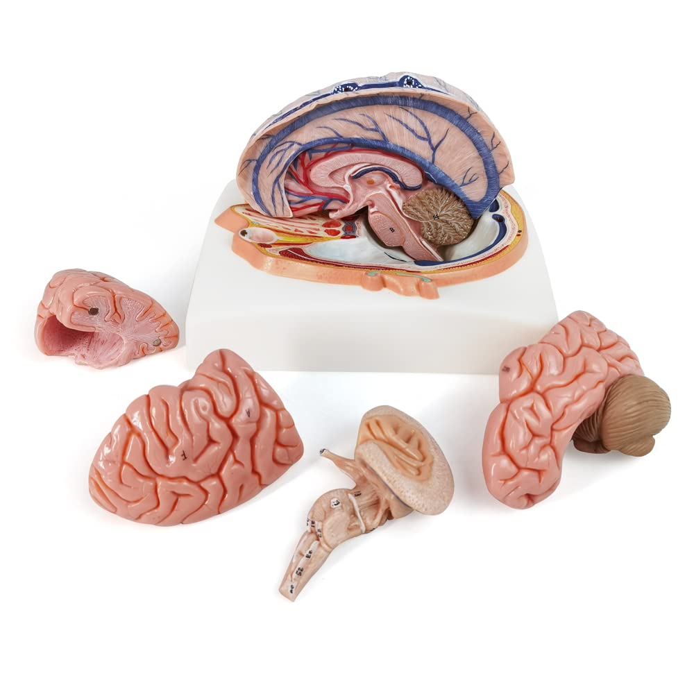 Evotech Deluxe Brain Model on Cranial Plain, W/ Dura Mater & Arteries, 7 Parts, Life Size