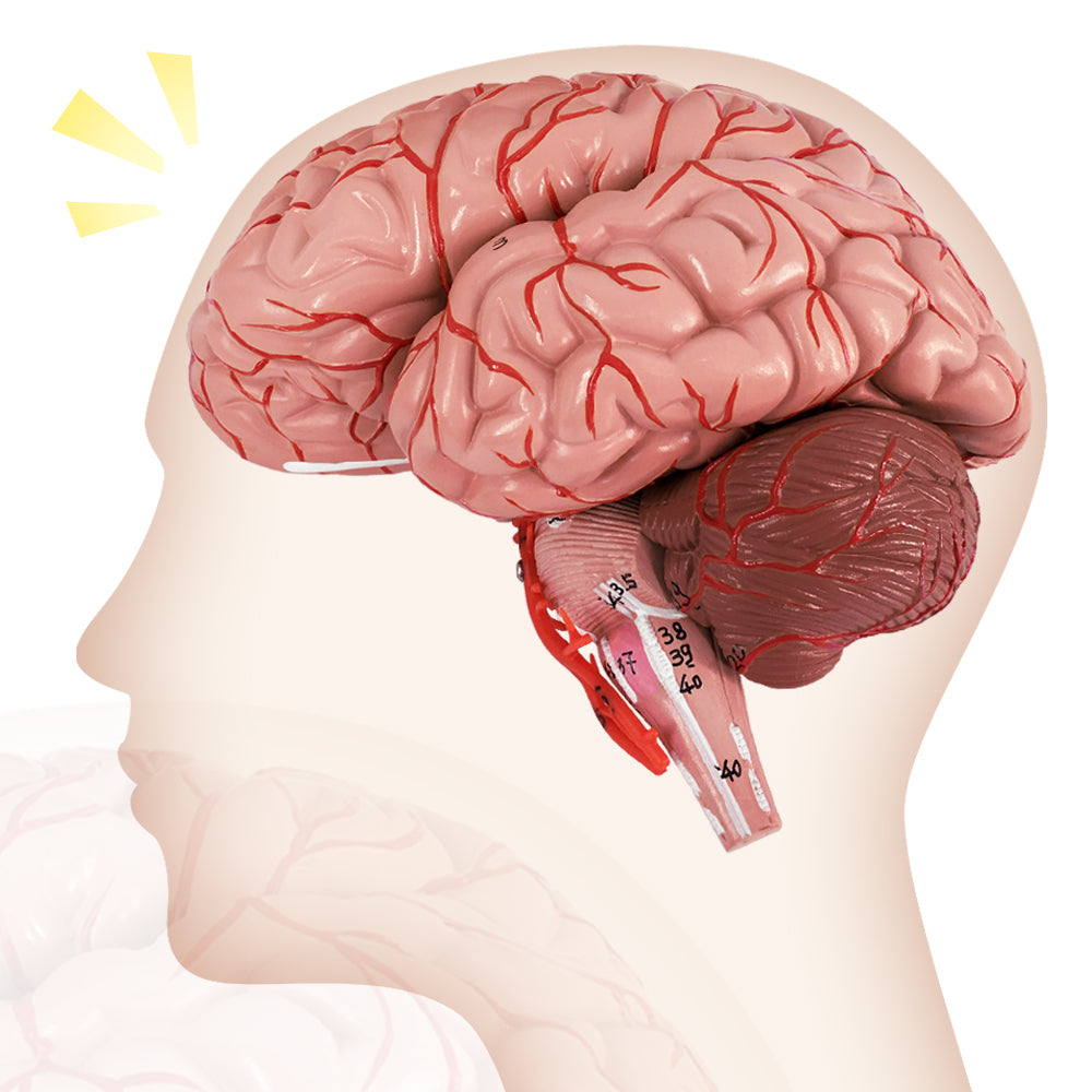 Evotech Scientific Deluxe 8-Part Human Brain Model with Arteries Shows Major Lobes Full-Color Product Manual