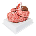 Evotech Scientific Deluxe 8-Part Human Brain Model with Arteries Shows Major Lobes Full-Color Product Manual