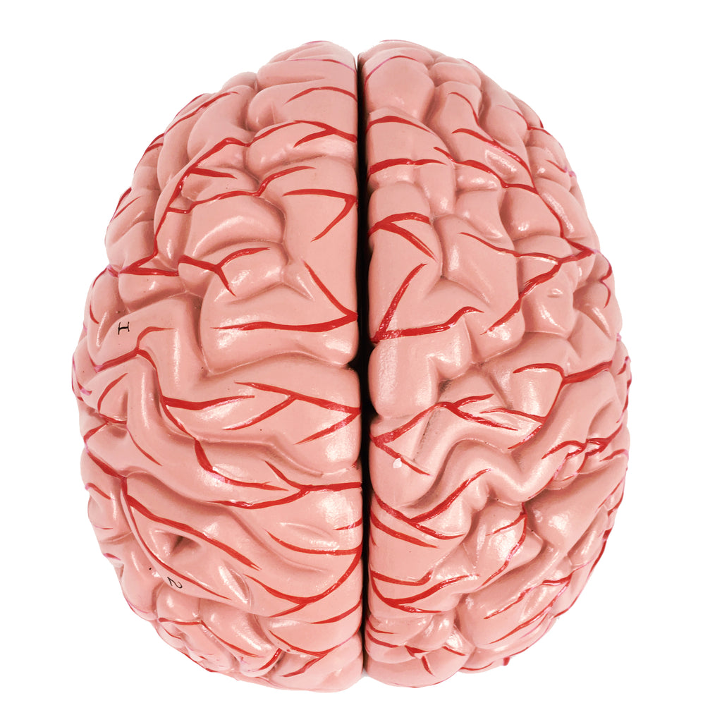 Evotech Scientific Deluxe 8-Part Human Brain Model with Arteries Shows Major Lobes Full-Color Product Manual