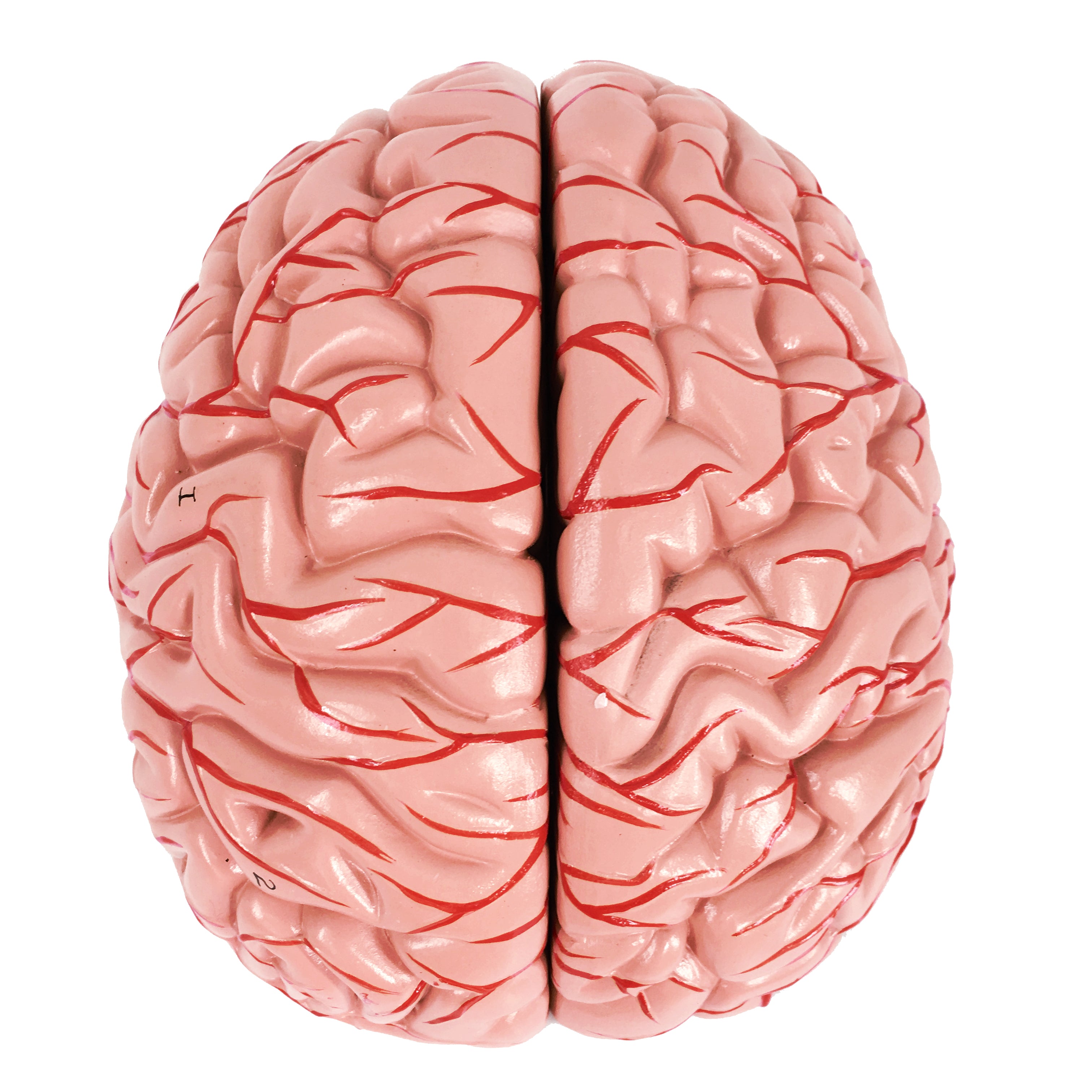 Evotech Scientific Deluxe 8-Part Human Brain Model with Arteries Shows Major Lobes Full-Color Product Manual