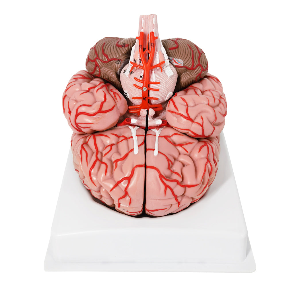 Evotech Scientific Deluxe 8-Part Human Brain Model with Arteries Shows Major Lobes Full-Color Product Manual