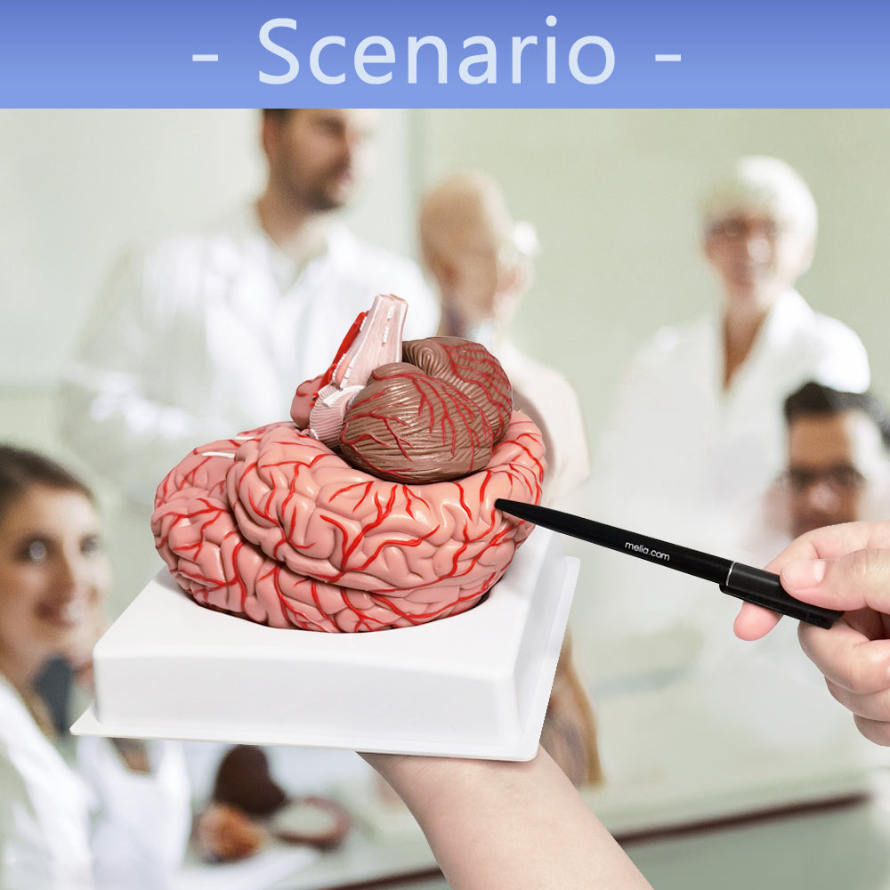 Evotech Scientific Deluxe 8-Part Human Brain Model with Arteries Shows Major Lobes Full-Color Product Manual