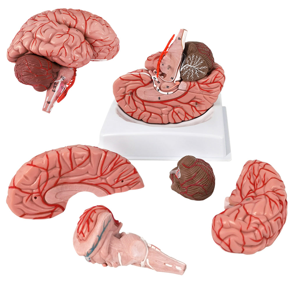 Evotech Scientific Deluxe 8-Part Human Brain Model with Arteries Shows Major Lobes Full-Color Product Manual