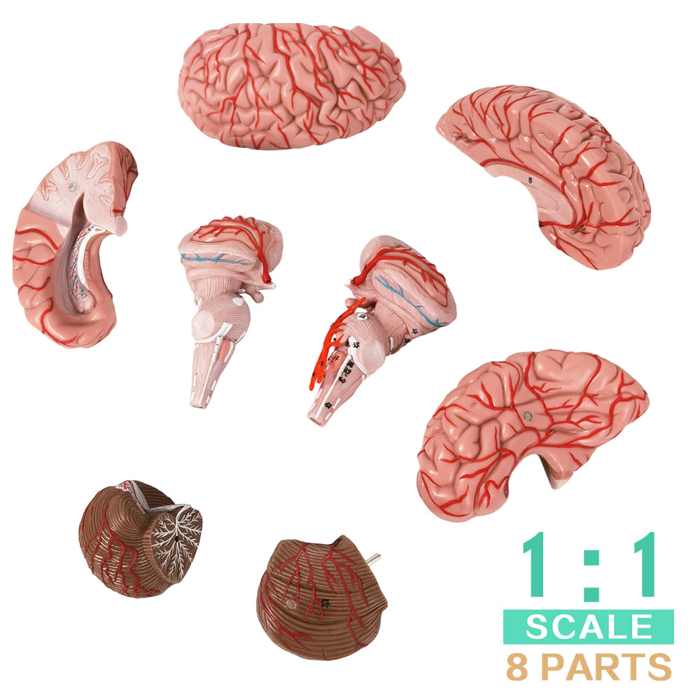 Evotech Scientific Deluxe 8-Part Human Brain Model with Arteries Shows Major Lobes Full-Color Product Manual