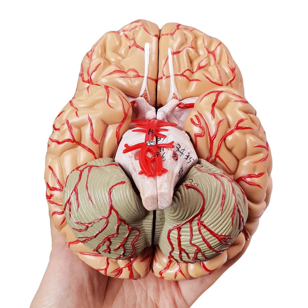 Evotech Scientific Deluxe Human Brain with Arteries, Life Size, 9 Partts