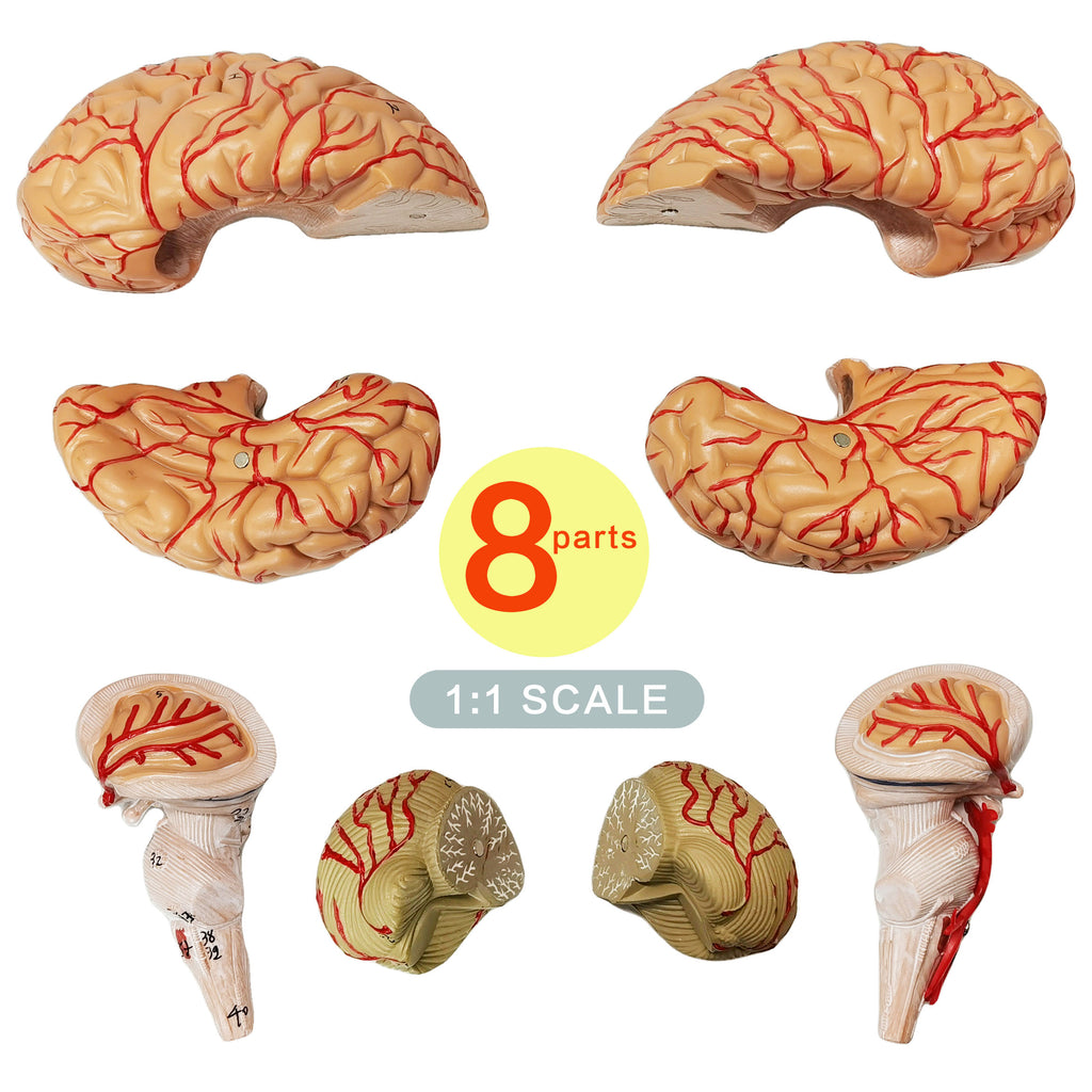 Evotech Scientific Deluxe Human Brain with Arteries, Life Size, 9 Partts