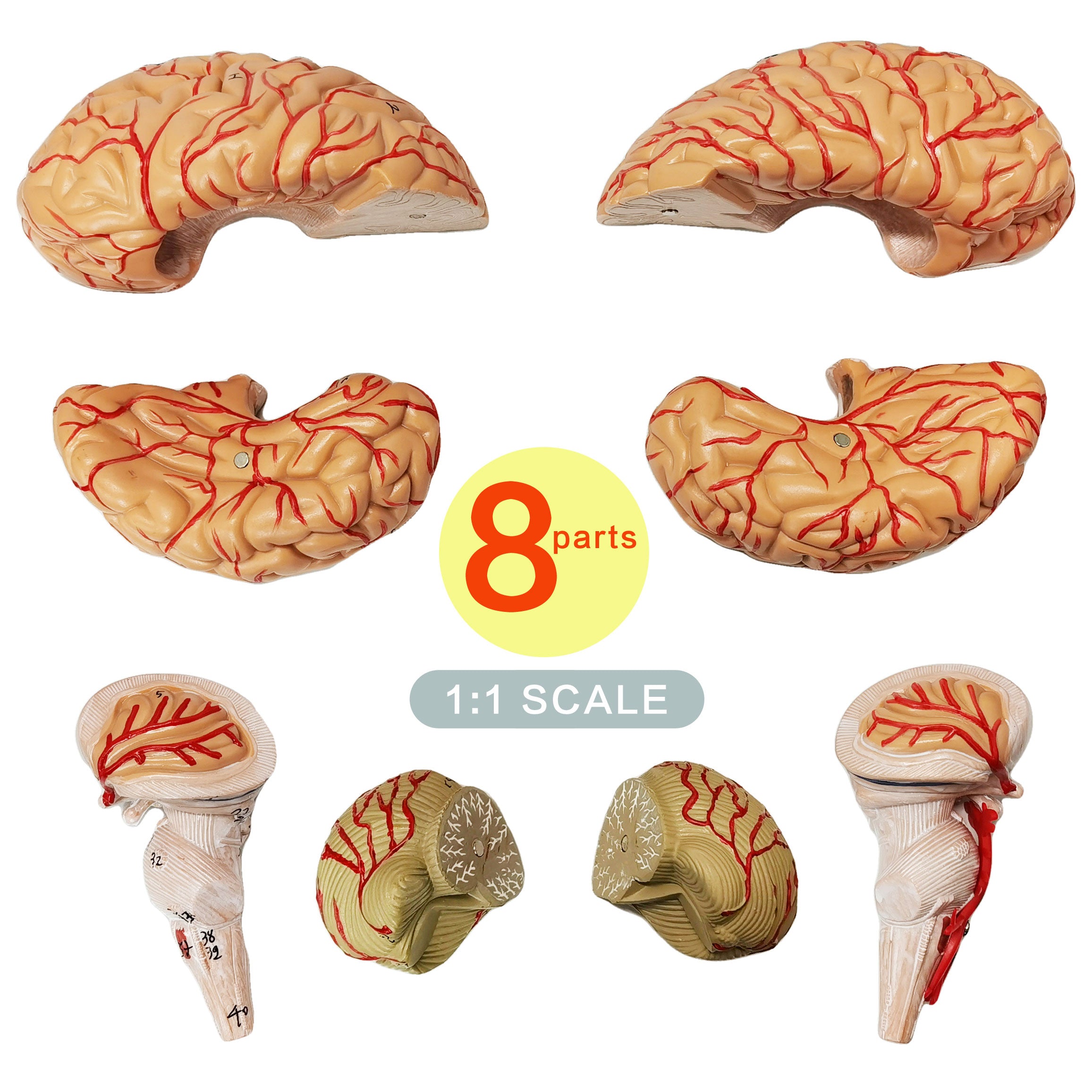 Evotech Scientific Deluxe Human Brain with Arteries, Life Size, 9 Partts