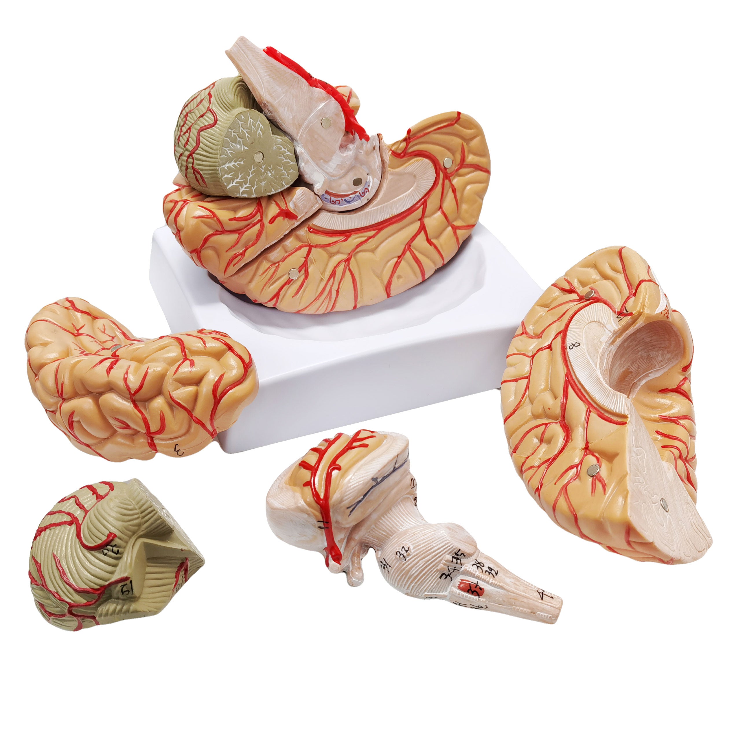 Evotech Scientific Deluxe Human Brain with Arteries, Life Size, 9 Partts