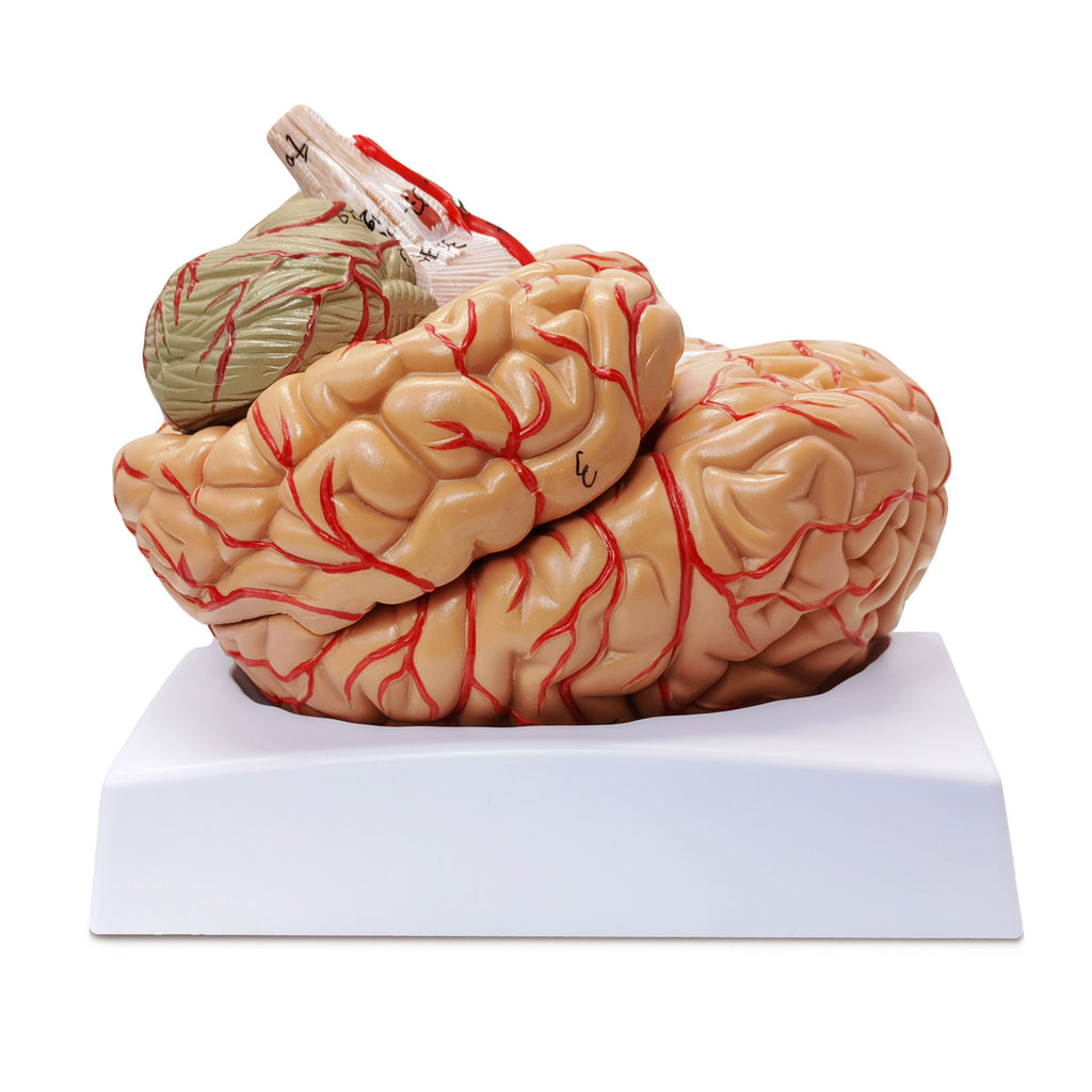 Evotech Scientific Deluxe Human Brain with Arteries, Life Size, 9 Partts