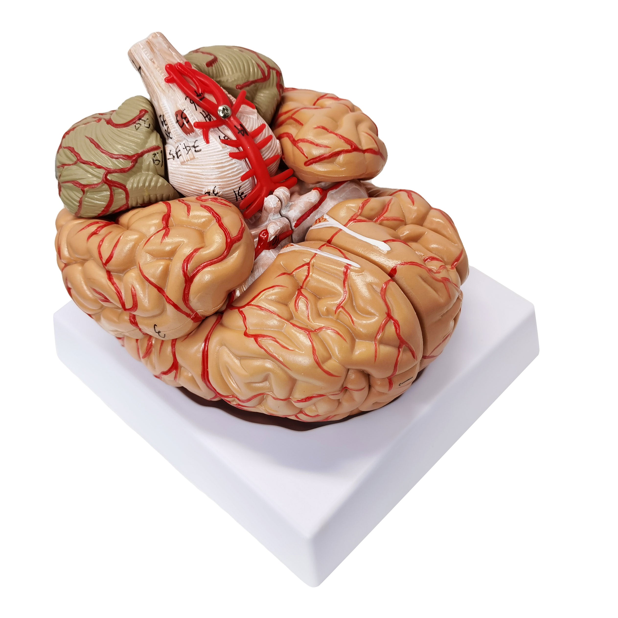 Evotech Scientific Deluxe Human Brain with Arteries, Life Size, 9 Partts