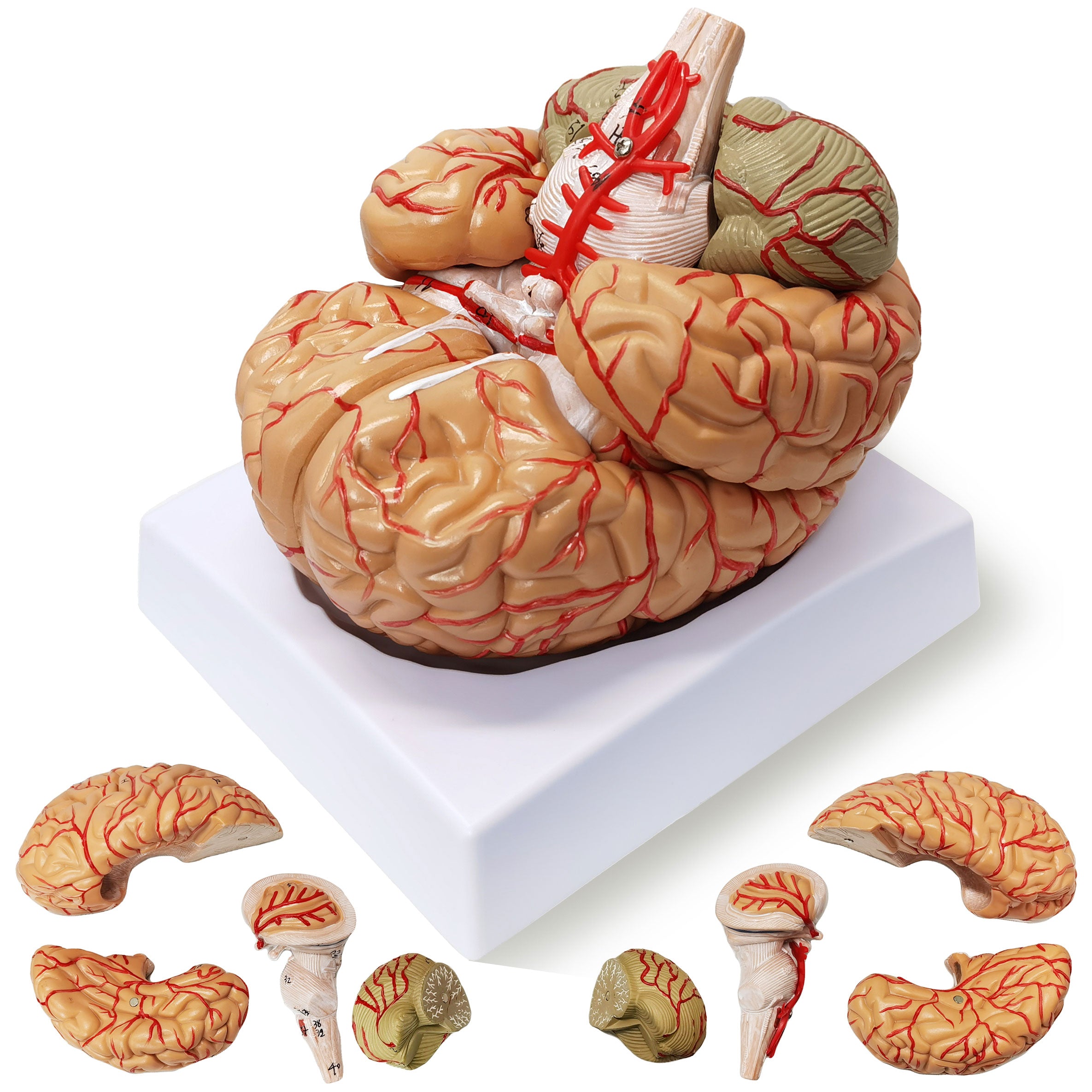 Evotech Scientific Deluxe Human Brain with Arteries, Life Size, 9 Partts