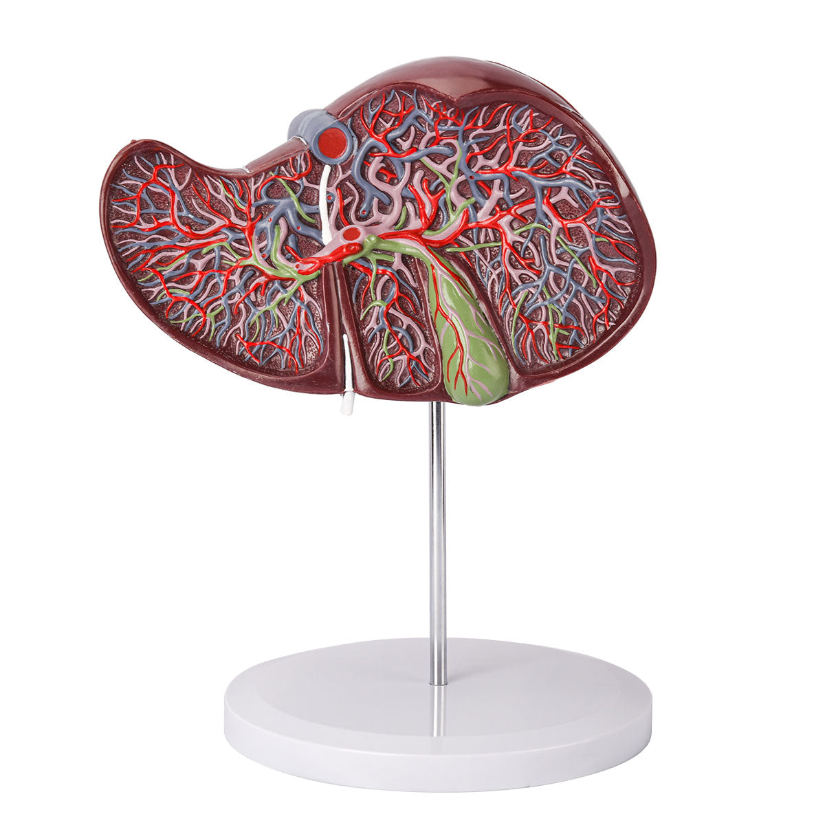 Evotech Deluxe Liver Section W/ Gallbladder, 1.5x Life Size