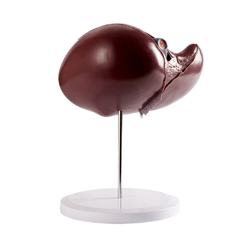 Evotech Deluxe Liver Section W/ Gallbladder, 1.5x Life Size