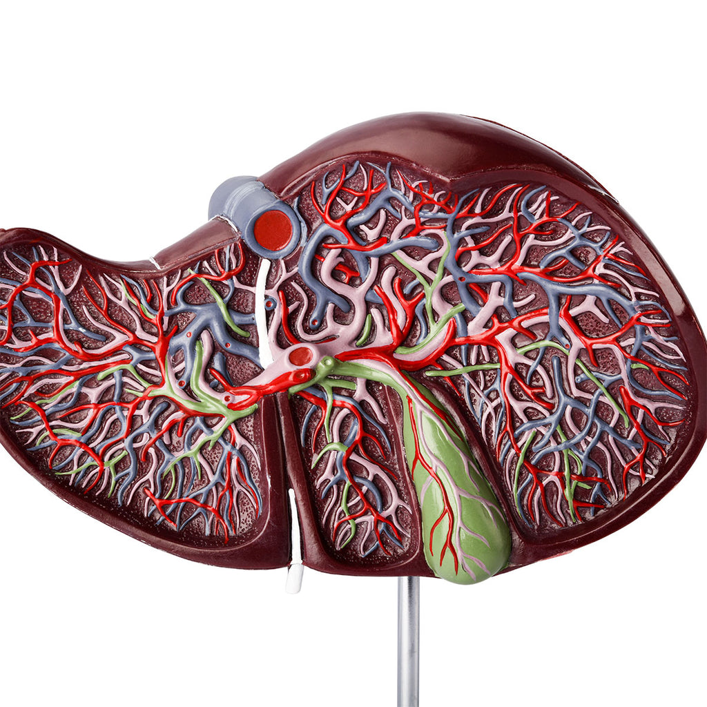 Evotech Deluxe Liver Section W/ Gallbladder, 1.5x Life Size