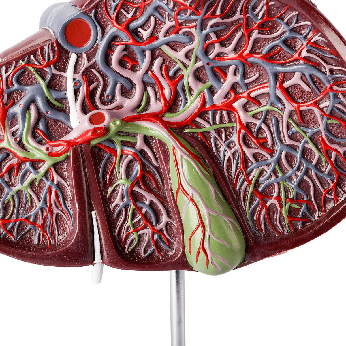 Evotech Deluxe Liver Section W/ Gallbladder, 1.5x Life Size