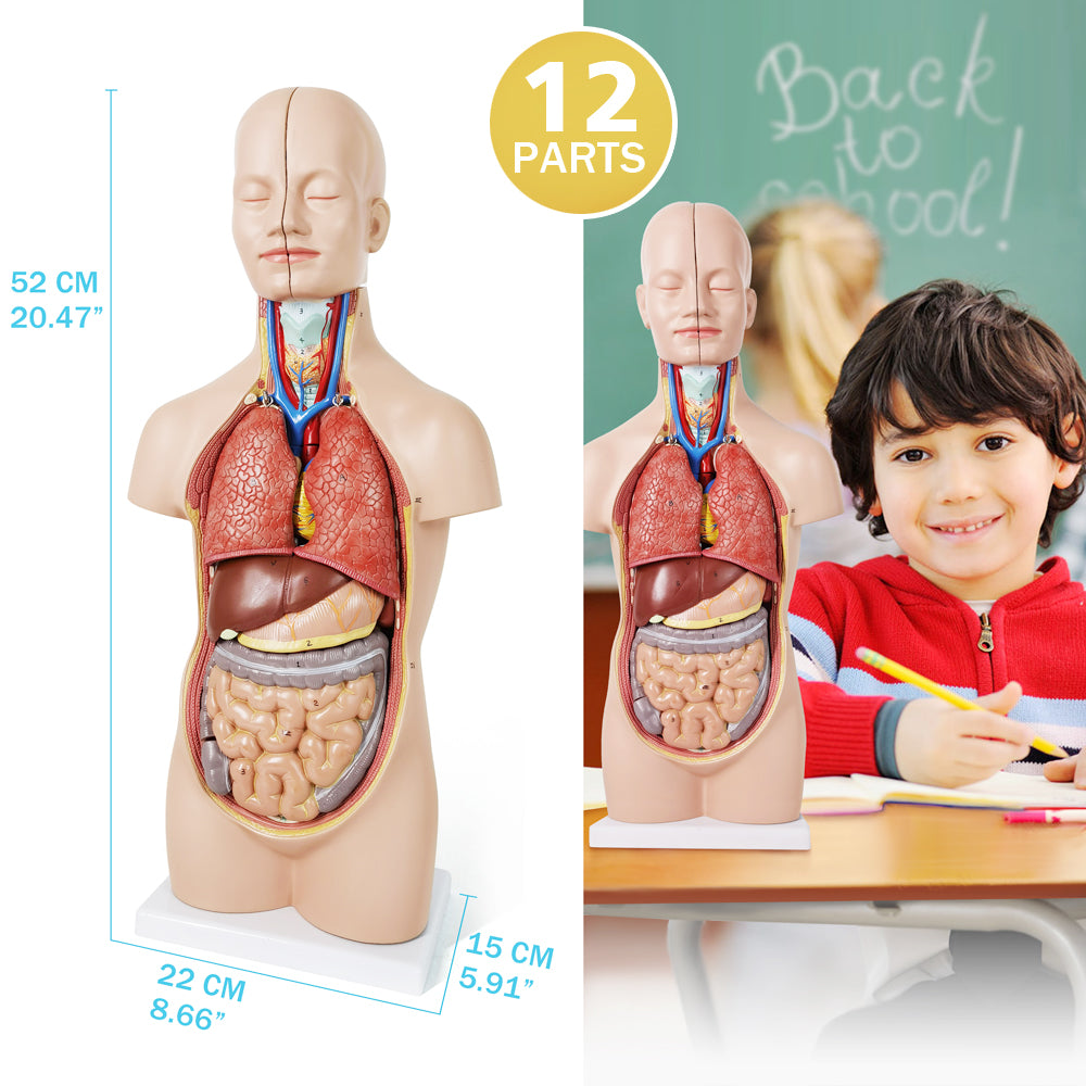 Evotech Scientific 12-Part Unisex Mini Torso Anatomy Teaching Model, Includes Teaching Booklet