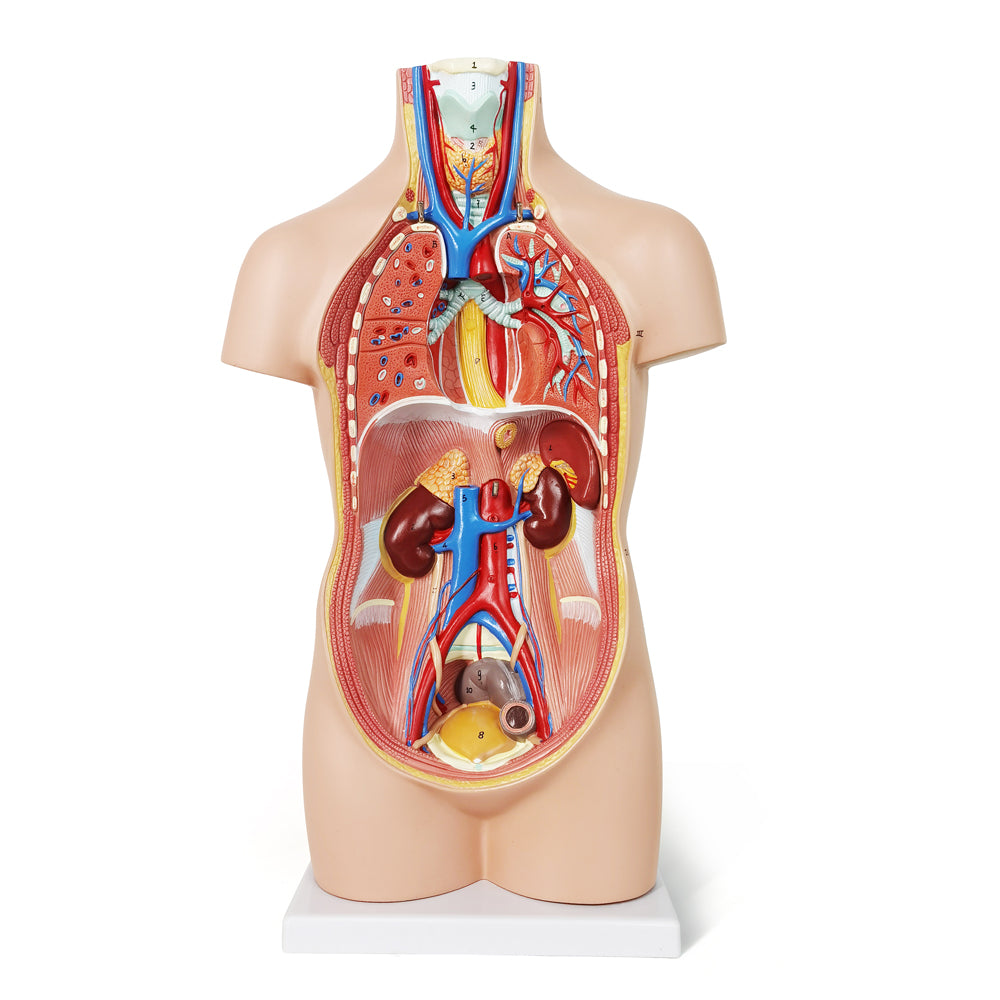 Evotech Scientific 12-Part Unisex Mini Torso Anatomy Teaching Model, Includes Teaching Booklet