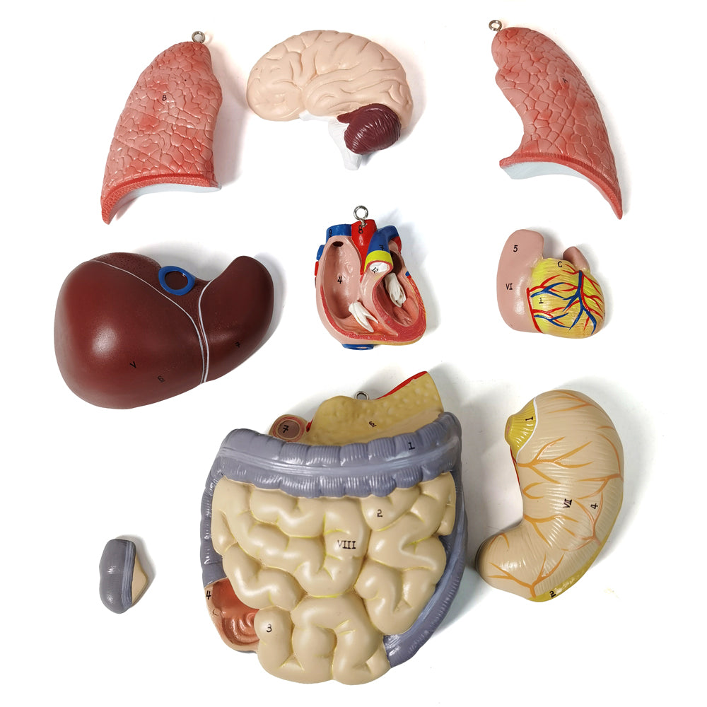 Evotech Scientific 12-Part Unisex Mini Torso Anatomy Teaching Model, Includes Teaching Booklet