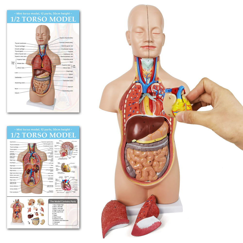 Evotech Scientific 12-Part Unisex Mini Torso Anatomy Teaching Model, Includes Teaching Booklet