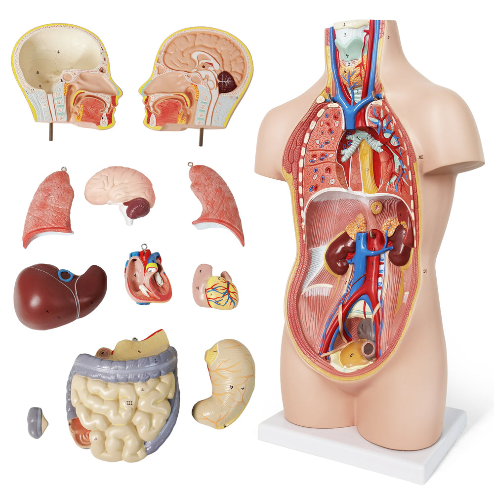 Evotech Scientific 12-Part Unisex Mini Torso Anatomy Teaching Model, Includes Teaching Booklet