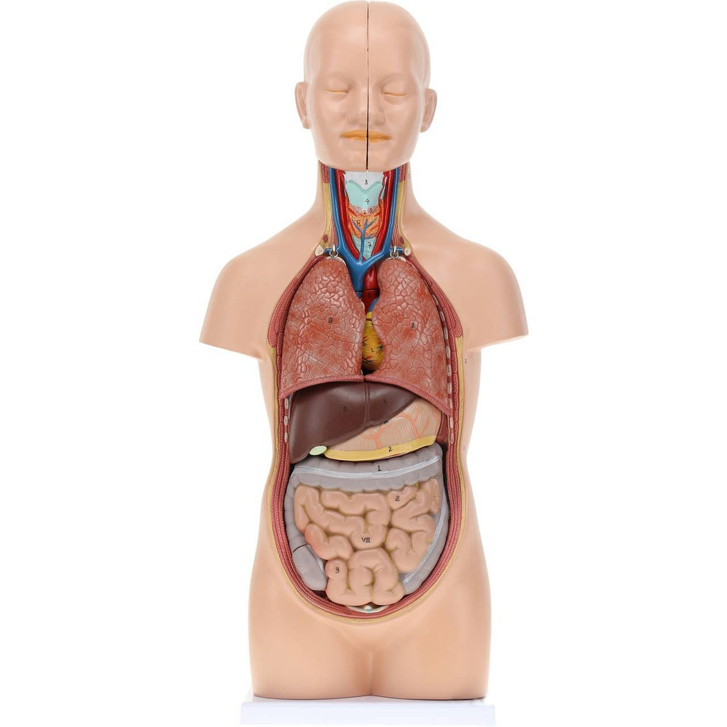 Evotech Scientific 12-Part Unisex Mini Torso Anatomy Teaching Model, Includes Teaching Booklet