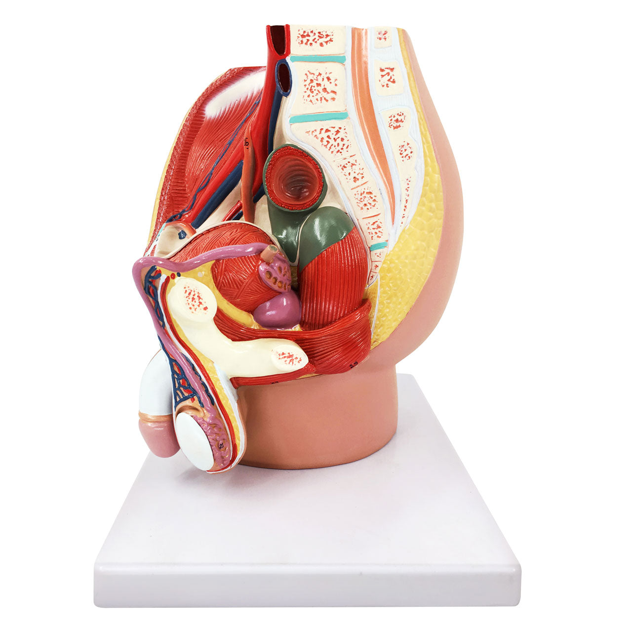 Evotech Scientific 4-Part Male Pelvis Model Life-Size Male Reproductive System and Anatomy Model