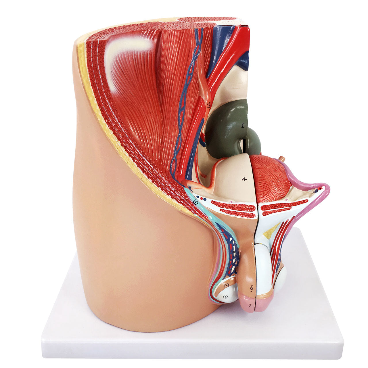 Axis Scientific 4-Part Median Section Male Pelvis Anatomy Model